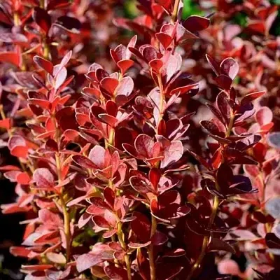 Барбарис ВУЛКАНО тунберга в Иркутске