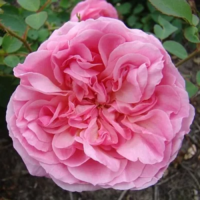 Саженцы роз ХАЙДИ ХОЛЛ английская  Саженцы роз ХАЙДИ ХОЛЛ английская в Иркутске