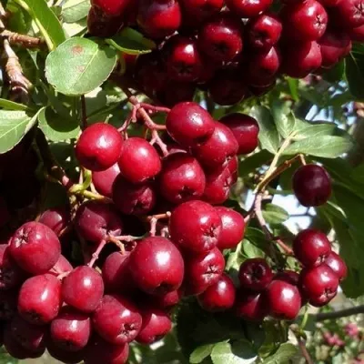 Рябина ГРАНАТНАЯ сладкоплодная — описание сорта Рябина ГРАНАТНАЯ сладкоплодная в Иркутске