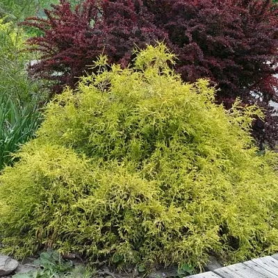 Кипарисовик ГОЛДЕН МОП горохоплодный  Кипарисовик ГОЛДЕН МОП горохоплодный в Иркутске