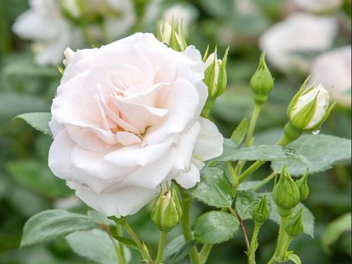 Белые розы: 