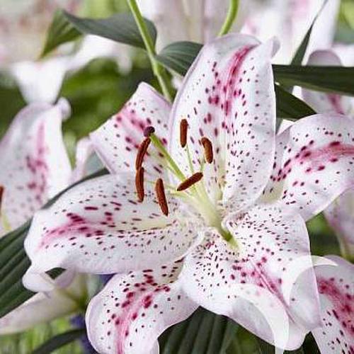 саженцы лилии Мадлен