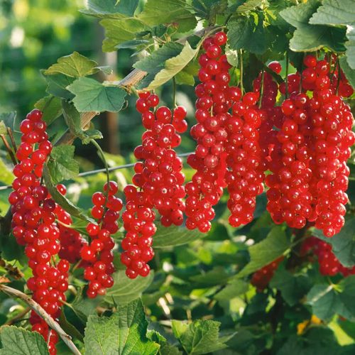 Смородина красная РУДНЕУС в Иркутске
