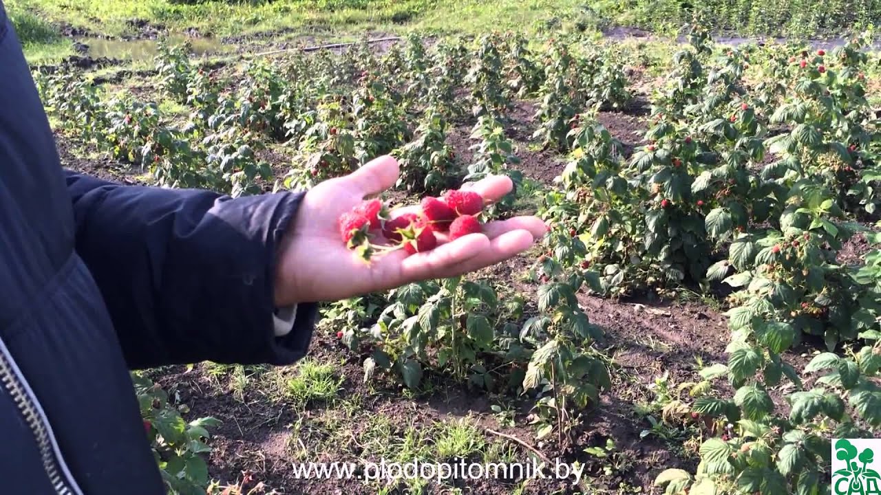 Превью видео