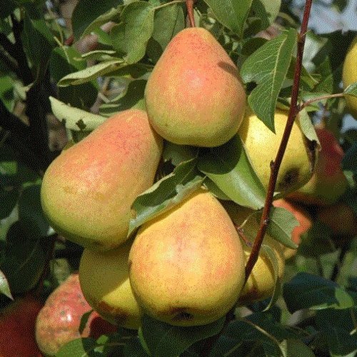 Груша СЕВЕРЯНКА в Иркутске
