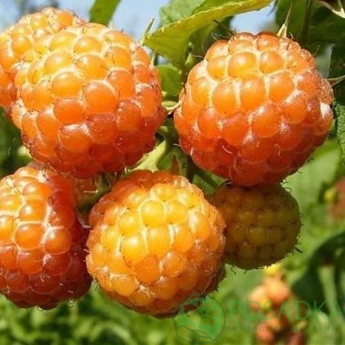 Малина КУМБЕРЛЕНД желтая в Иркутске