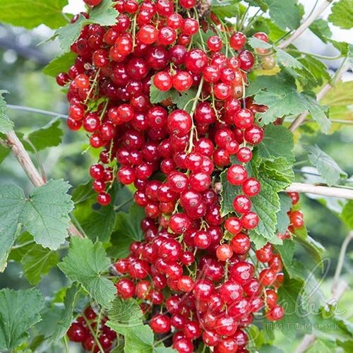 Смородина красная РЕД ЛЕЙК в Иркутске