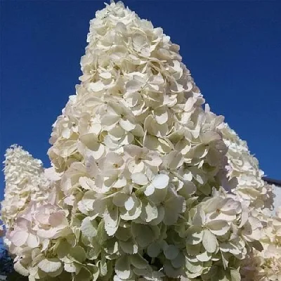 Белая в Иркутске