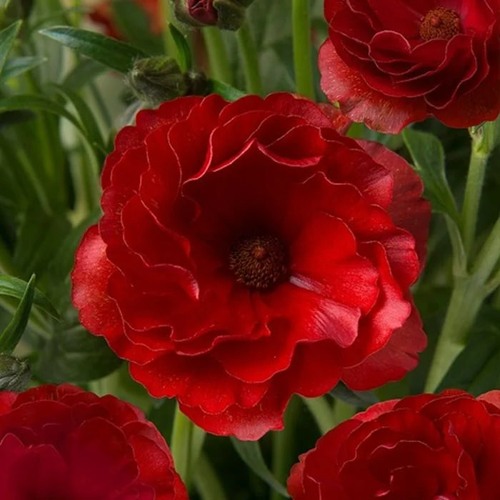 Ранункулюс АИД баттерфляй в Иркутске