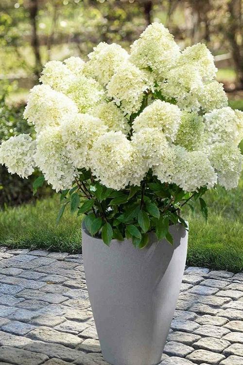 гортензия в контейнере.jpg