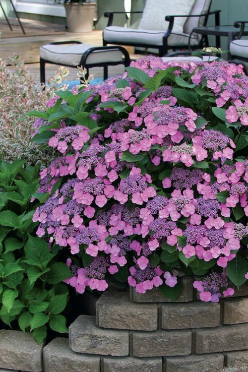 пильчатая гортензия дизайн сада.jpg