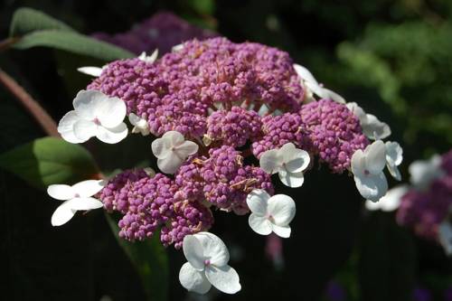 Гортензия шершавая.jpg