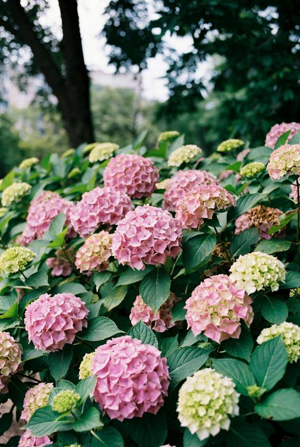 бело-розовая гортензия.jpg