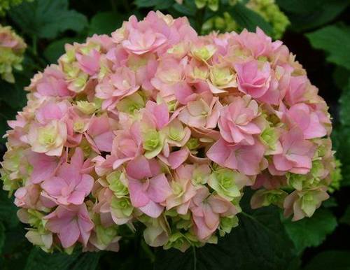 Саженцы гортензии ремонтантной.jpg