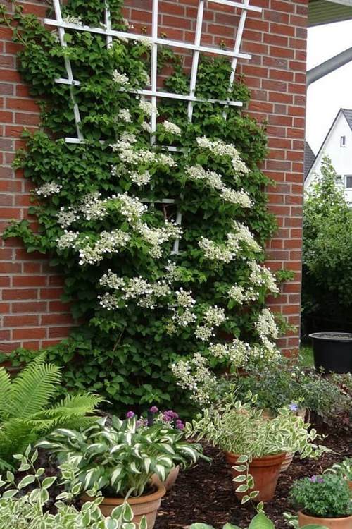 гортензия плетистая.jpg