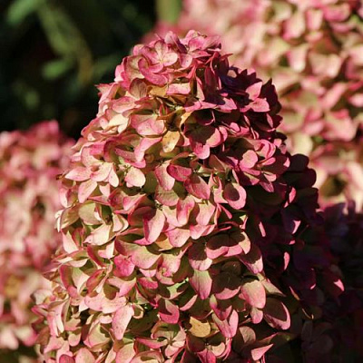 Мэджикал в Иркутске