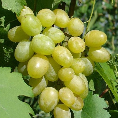 Виноград в Иркутске