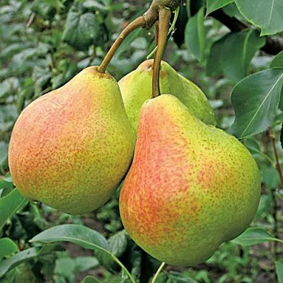 Груша АЛЁНУШКА в Иркутске