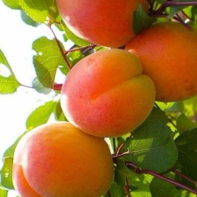 Абрикос КРЫМСКИЙ АМУР в Иркутске