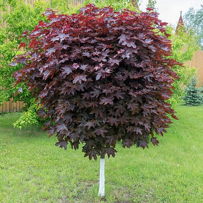 Клен красный в Иркутске