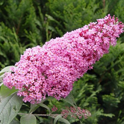 Буддлея давида ПИНК ДЕЛАЙТ в Иркутске