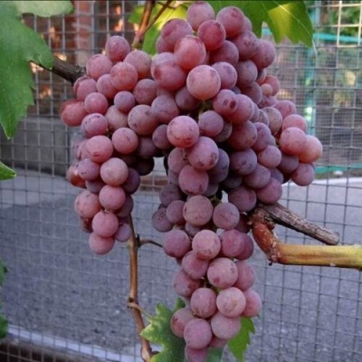 Виноград ЭЛЕГИЯ в Иркутске