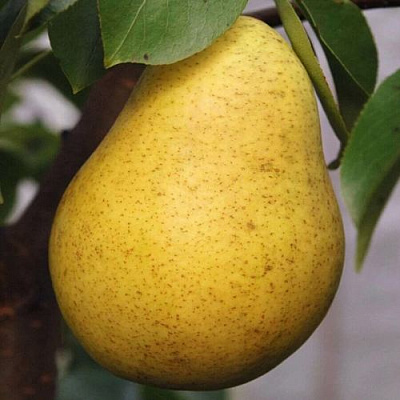 Крупная Крупная в Иркутске