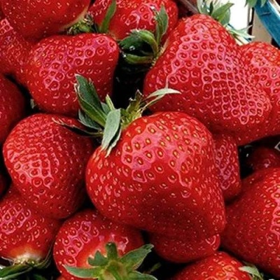 Клубника КЛЕРИ в Иркутске