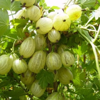 Крыжовник ИНВИКТА в Иркутске