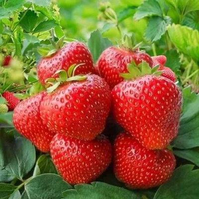 Клубника КИМБЕРЛИ в Иркутске