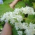 Сирень АМУРСКАЯ в Иркутске