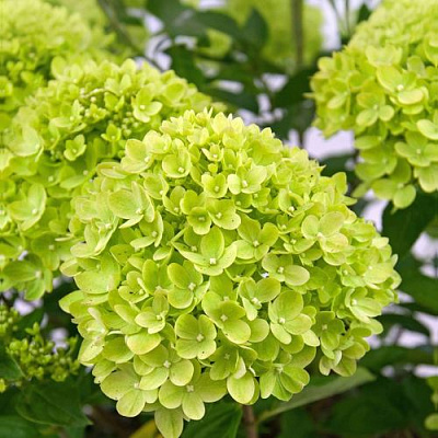 Зеленая в Иркутске