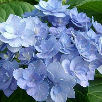 Голубая в Иркутске