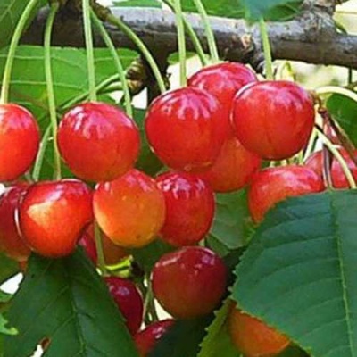 Черешня ДОНЧАНКА в Иркутске