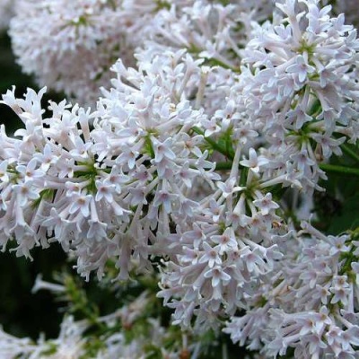 Сирень АГНЕС СМИТ в Иркутске