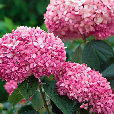 Розовая в Иркутске