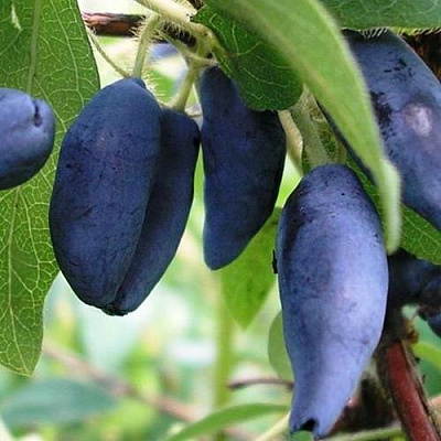 Жимолость съедобная в Иркутске
