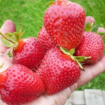 Клубника ЭЛИАНЕ в Иркутске