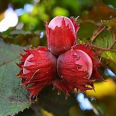 Фундук КРАСНЫЙ ЯНТАРЬ в Иркутске