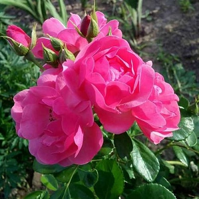 Роза АНГЕЛА флорибунда в Иркутске