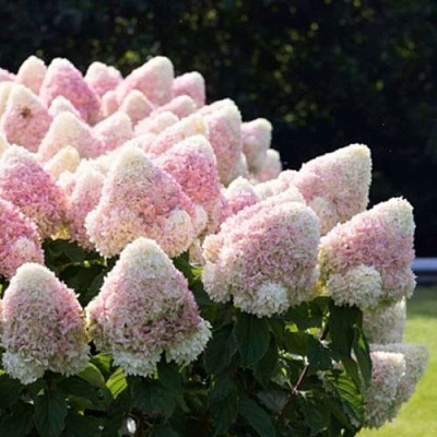 Бело-розовая в Иркутске