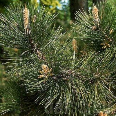 Сосна черная в Иркутске