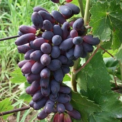 Виноград КИШМИШ ЯСЯ в Иркутске