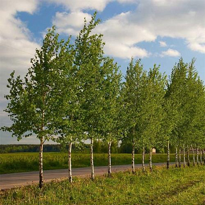 Береза обыкновенная в Иркутске