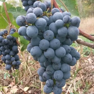 Виноград АГАТ ДОНСКОЙ в Иркутске