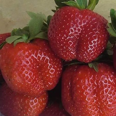 Клубника ДЕСТЕНИ в Иркутске