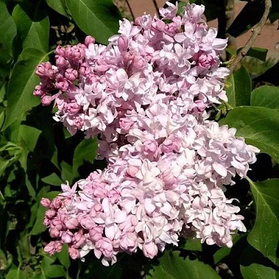 Сирень МИЛОСЕРДИЕ в Иркутске
