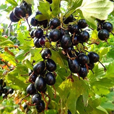 Смородина золотистая ОВАЛЬНАЯ в Иркутске