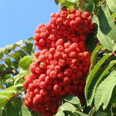 Рябина НЕВЕЖИНСКАЯ сладкоплодная в Иркутске