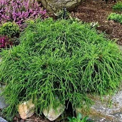 Кипарисовик ФИЛИФЕРА НАНА горохоплодный в Иркутске